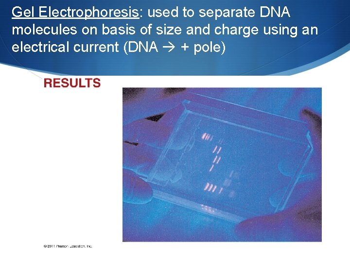 Gel Electrophoresis: used to separate DNA molecules on basis of size and charge using