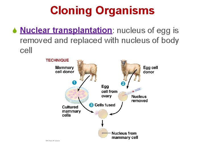 Cloning Organisms S Nuclear transplantation: nucleus of egg is removed and replaced with nucleus