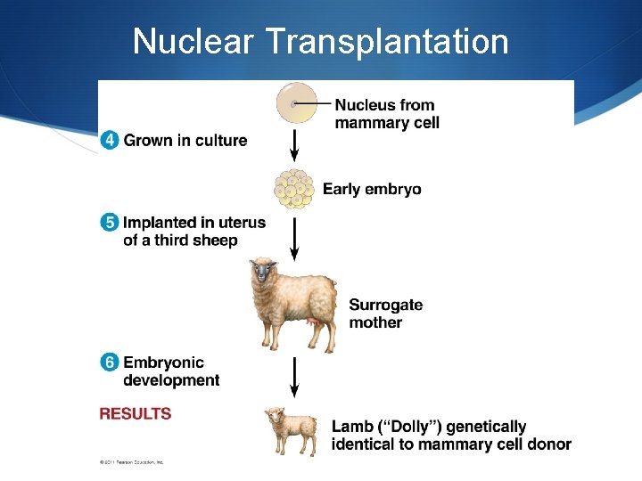 Nuclear Transplantation 