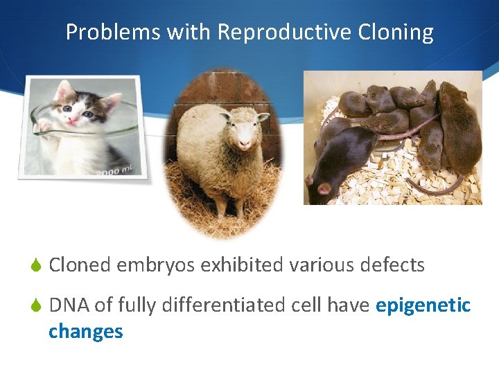 Problems with Reproductive Cloning S Cloned embryos exhibited various defects S DNA of fully