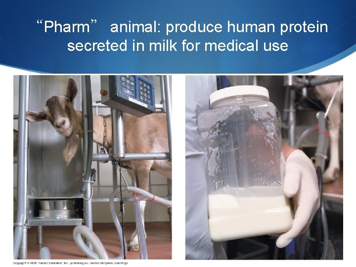 “Pharm” animal: produce human protein secreted in milk for medical use 