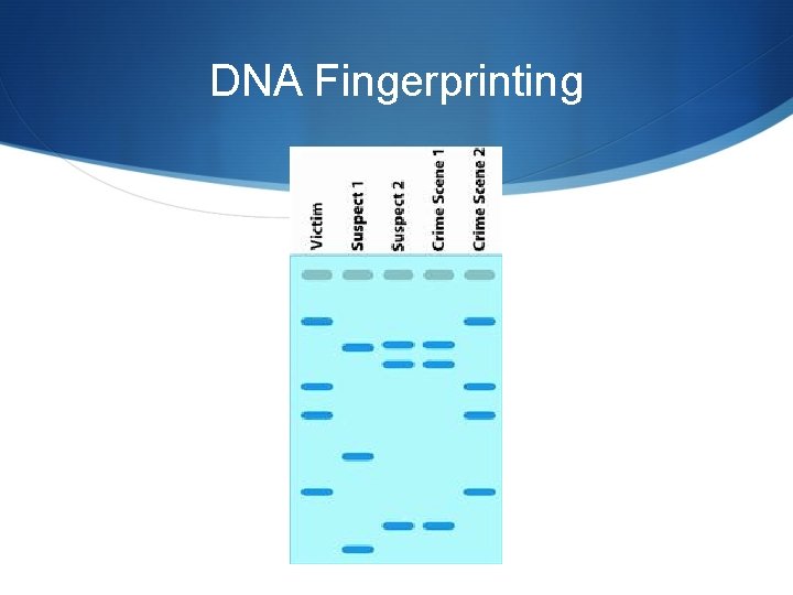 DNA Fingerprinting 