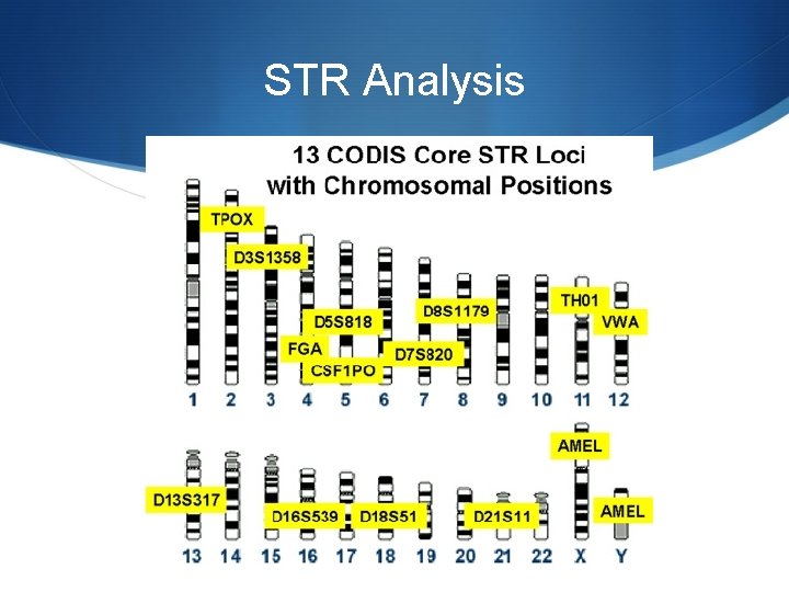 STR Analysis 