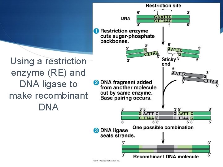 Using a restriction enzyme (RE) and DNA ligase to make recombinant DNA 
