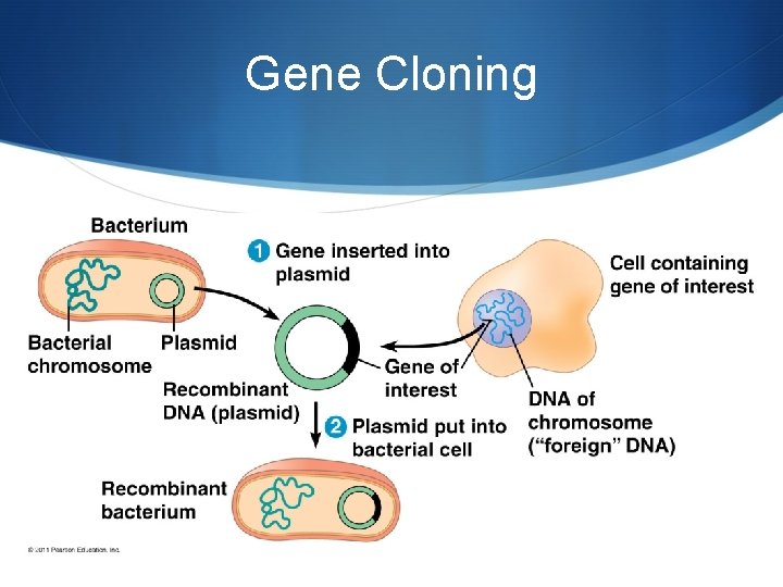 Gene Cloning 