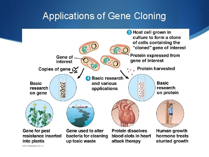 Applications of Gene Cloning 