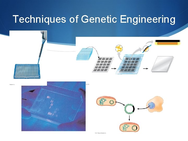 Techniques of Genetic Engineering 