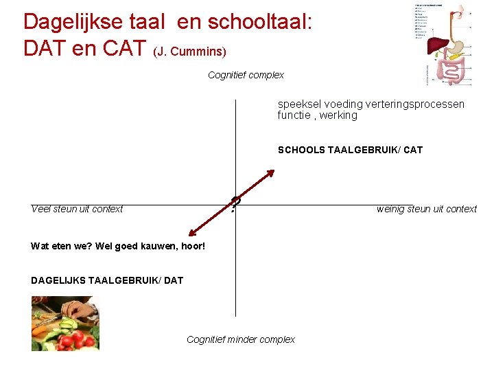 Dagelijkse taal en schooltaal: DAT en CAT (J. Cummins) Cognitief complex speeksel voeding verteringsprocessen