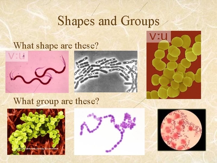 Shapes and Groups What shape are these? What group are these? 