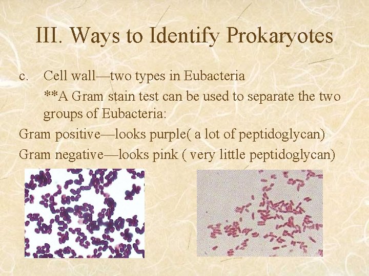 III. Ways to Identify Prokaryotes c. Cell wall—two types in Eubacteria **A Gram stain