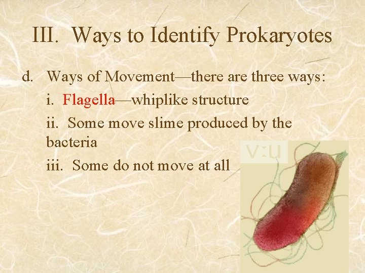 III. Ways to Identify Prokaryotes d. Ways of Movement—there are three ways: i. Flagella—whiplike