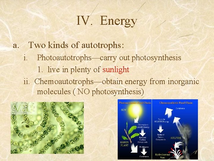 IV. Energy a. Two kinds of autotrophs: i. Photoautotrophs—carry out photosynthesis 1. live in