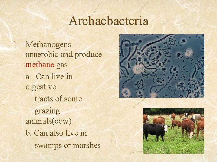 Archaebacteria 1. Methanogens— anaerobic and produce methane gas a. Can live in digestive tracts