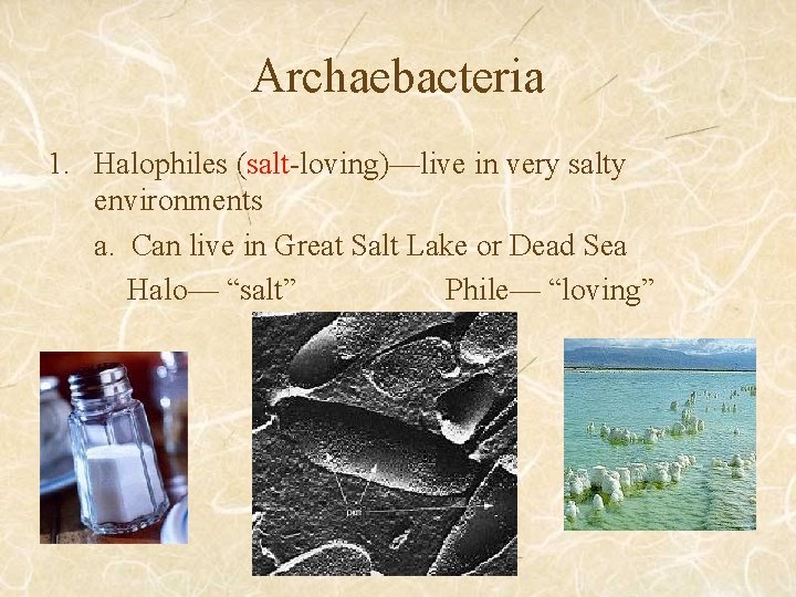 Archaebacteria 1. Halophiles (salt-loving)—live in very salty environments a. Can live in Great Salt