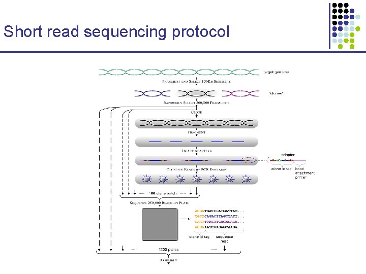 Short read sequencing protocol 