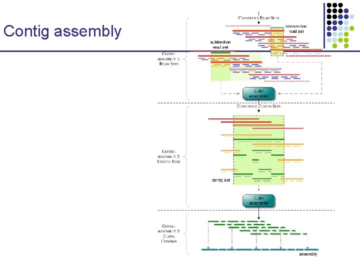 Contig assembly 
