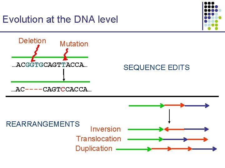 Evolution at the DNA level Deletion Mutation …ACGGTGCAGTTACCA… …AC----CAGTCCACCA… REARRANGEMENTS Inversion Translocation Duplication SEQUENCE
