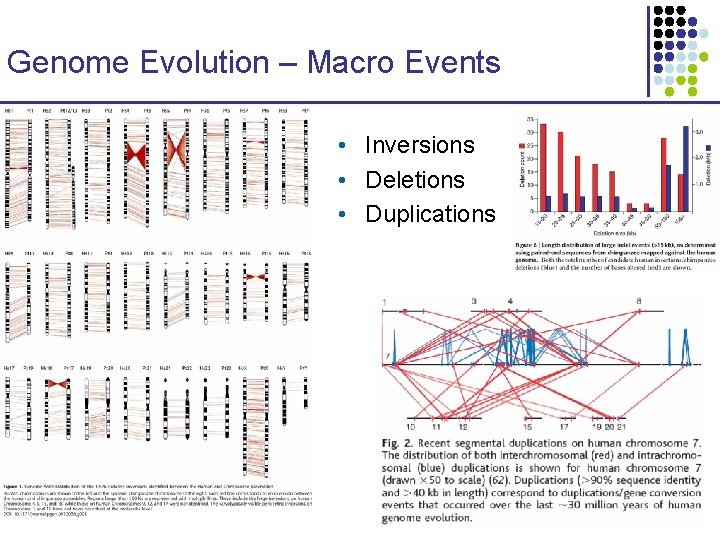 Genome Evolution – Macro Events • Inversions • Deletions • Duplications 