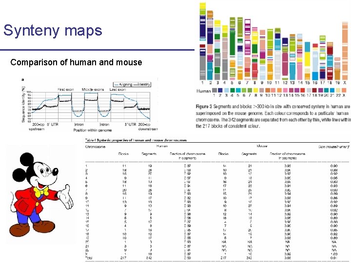 Synteny maps Comparison of human and mouse 