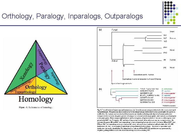 Orthology, Paralogy, Inparalogs, Outparalogs 