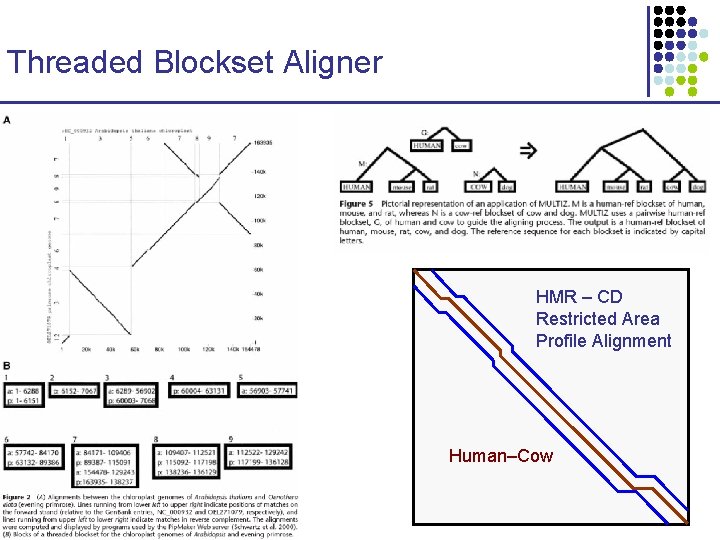 Threaded Blockset Aligner HMR – CD Restricted Area Profile Alignment Human–Cow 