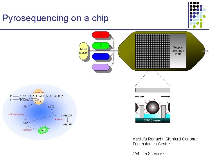 Pyrosequencing on a chip Mostafa Ronaghi, Stanford Genome Technologies Center 454 Life Sciences 