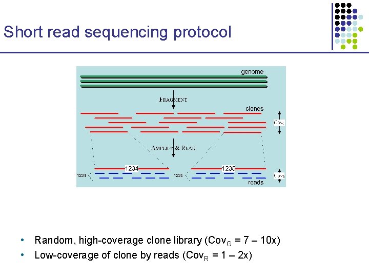 Short read sequencing protocol • Random, high-coverage clone library (Cov. G = 7 –