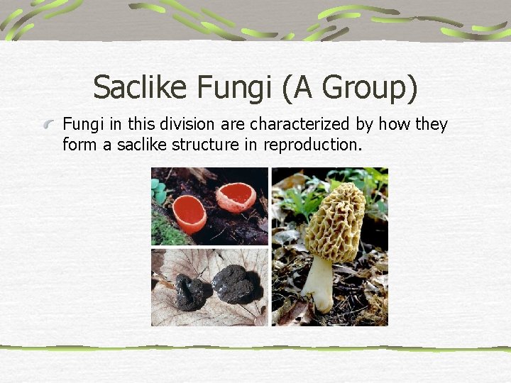 Saclike Fungi (A Group) Fungi in this division are characterized by how they form