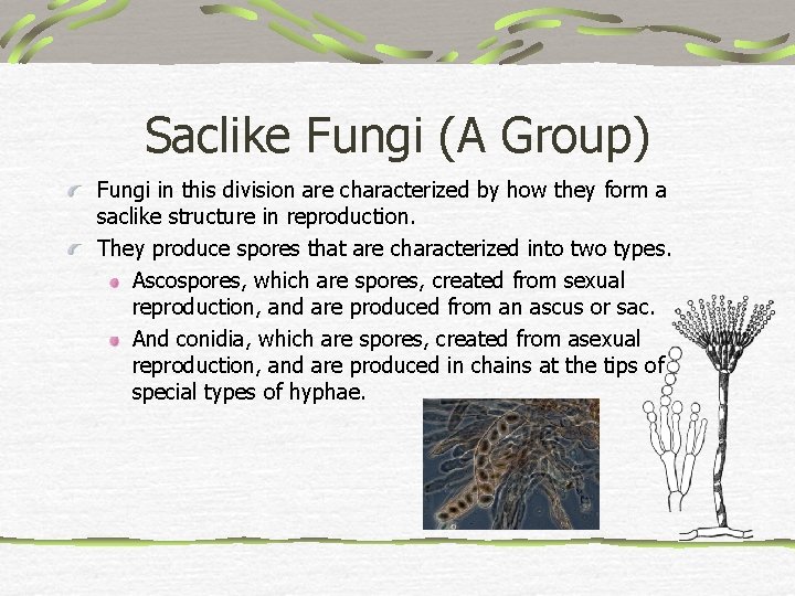 Saclike Fungi (A Group) Fungi in this division are characterized by how they form