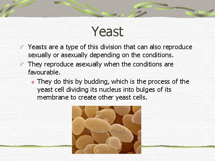 Yeasts are a type of this division that can also reproduce sexually or asexually