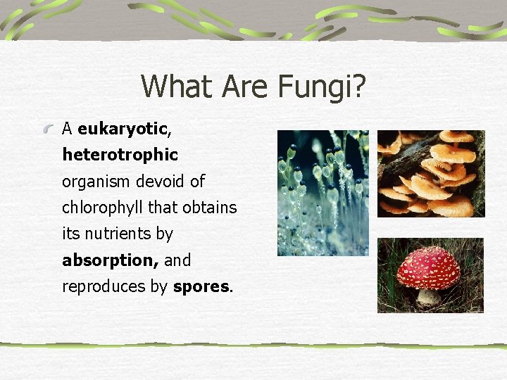 What Are Fungi? A eukaryotic, heterotrophic organism devoid of chlorophyll that obtains its nutrients