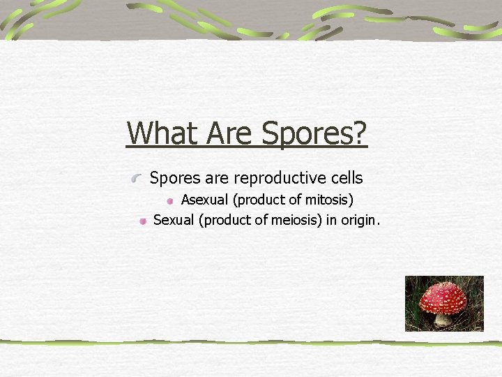 What Are Spores? Spores are reproductive cells Asexual (product of mitosis) Sexual (product of