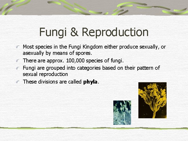 Fungi & Reproduction Most species in the Fungi Kingdom either produce sexually, or asexually