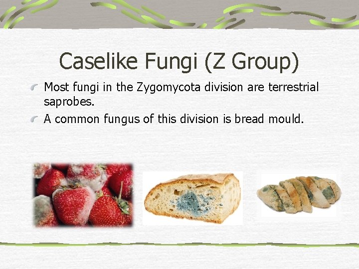 Caselike Fungi (Z Group) Most fungi in the Zygomycota division are terrestrial saprobes. A