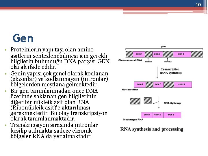 10 Gen • Proteinlerin yapı taşı olan amino asitlerin sentezlenebilmesi için gerekli bilgilerin bulunduğu