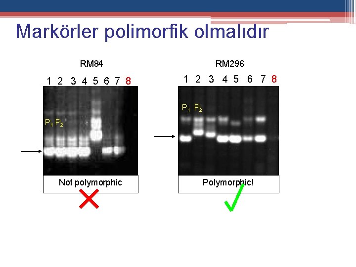 Markörler polimorfik olmalıdır RM 84 1 2 3 4 5 6 7 8 RM