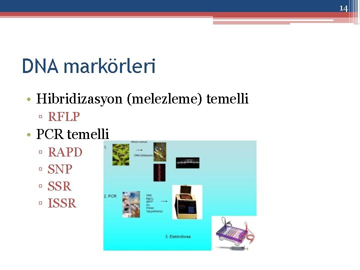 14 DNA markörleri • Hibridizasyon (melezleme) temelli ▫ RFLP • PCR temelli ▫ ▫