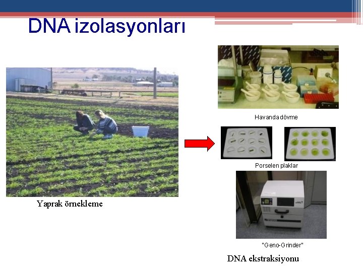 DNA izolasyonları Havanda dövme Porselen plaklar Yaprak örnekleme “Geno-Grinder” DNA ekstraksiyonu 