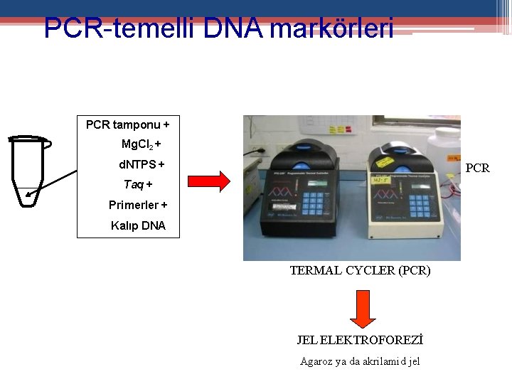 PCR-temelli DNA markörleri PCR tamponu + Mg. Cl 2 + d. NTPS + PCR