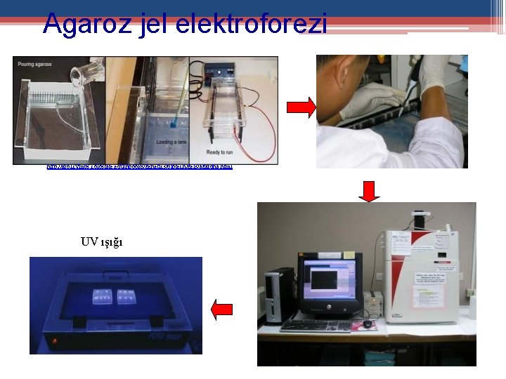 Agaroz jel elektroforezi http: //arbl. cvmbs. colostate. edu/hbooks/genetics/biotech/gels/agardna. html UV transilluminator UV ışığı 