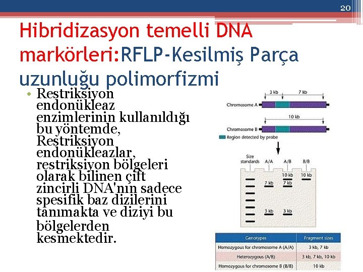 20 Hibridizasyon temelli DNA markörleri: RFLP-Kesilmiş Parça uzunluğu polimorfizmi • Restriksiyon endonükleaz enzimlerinin kullanıldığı