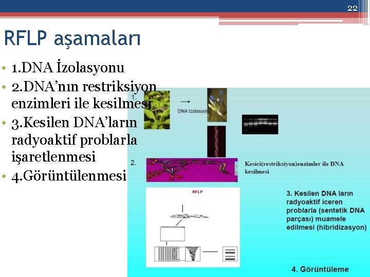 22 RFLP aşamaları • 1. DNA İzolasyonu • 2. DNA’nın restriksiyon enzimleri ile kesilmesi