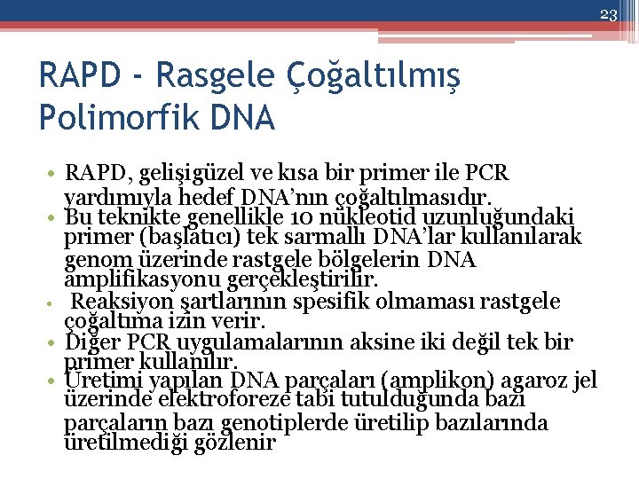 23 RAPD - Rasgele Çoğaltılmış Polimorfik DNA • RAPD, gelişigüzel ve kısa bir primer