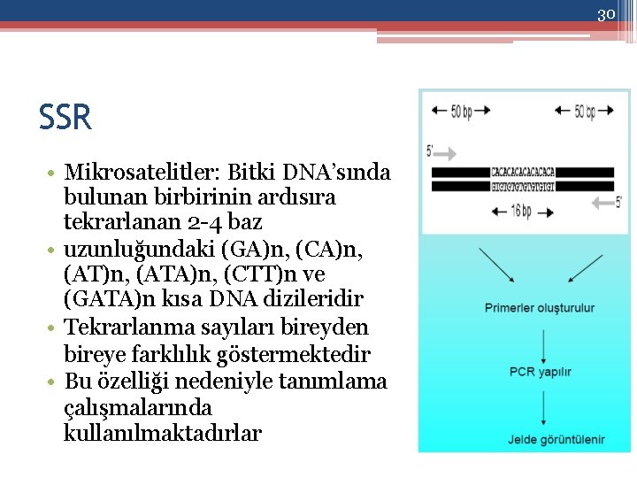 30 SSR • Mikrosatelitler: Bitki DNA’sında bulunan birbirinin ardısıra tekrarlanan 2 -4 baz •