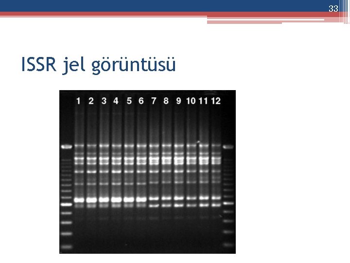 33 ISSR jel görüntüsü 