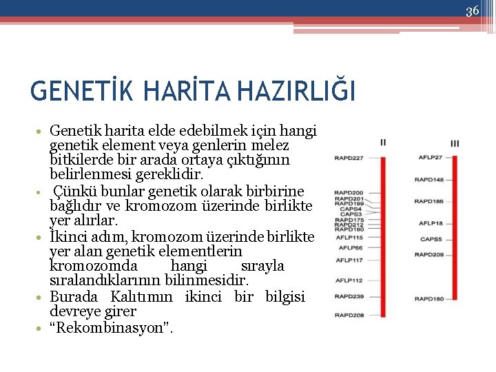 36 GENETİK HARİTA HAZIRLIĞI • Genetik harita elde edebilmek için hangi genetik element veya