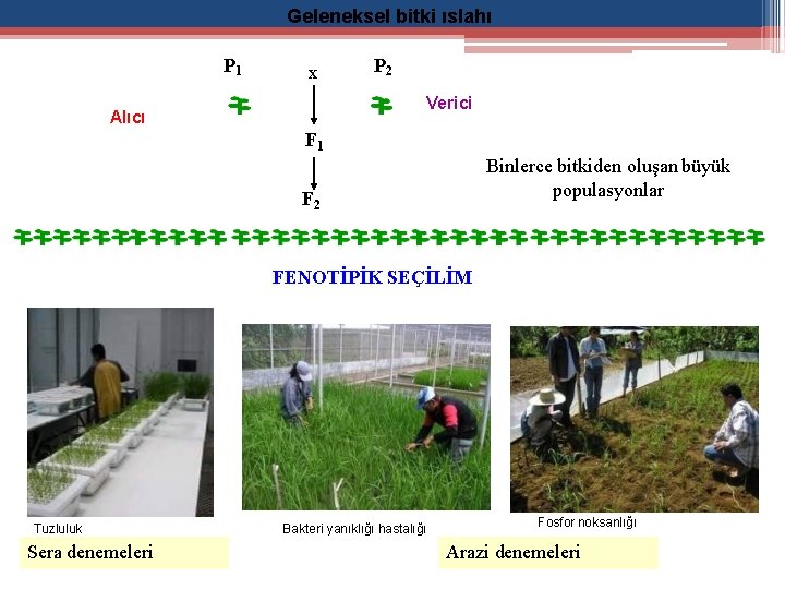 Geleneksel bitki ıslahı P 1 x P 2 Verici Alıcı F 1 Binlerce bitkiden