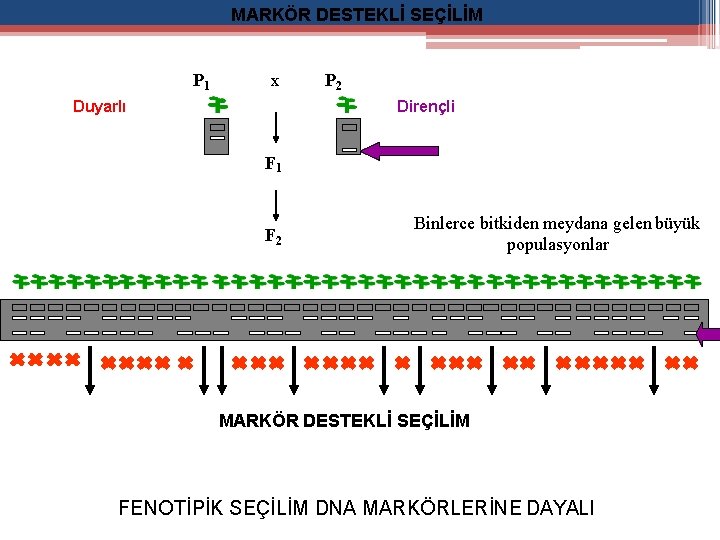 MARKÖR DESTEKLİ SEÇİLİM P 1 x Duyarlı P 2 Dirençli F 1 F 2