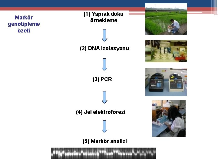 Markör genotipleme özeti (1) Yaprak doku örnekleme (2) DNA izolasyonu (3) PCR (4) Jel