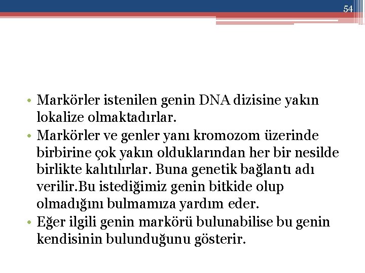 54 • Markörler istenilen genin DNA dizisine yakın lokalize olmaktadırlar. • Markörler ve genler